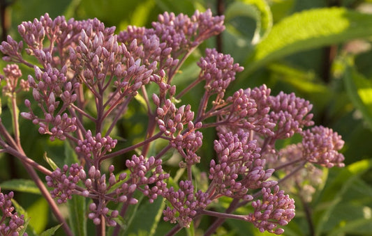 Joe Pye Weed Baby 1G