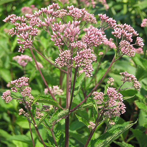 Little Joe Pye Weed