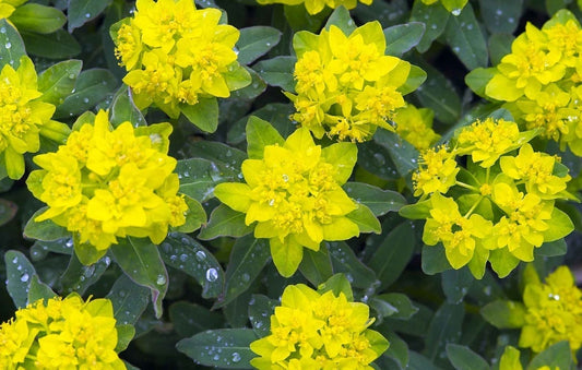 Euphorbia Cushion Spurge 1G