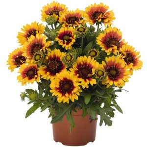 Gaillardia Spin Top Red Starburst 1G