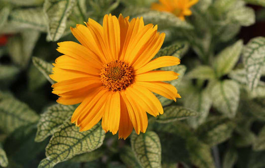 Heliopsis Sunstruck 4.5" Pot