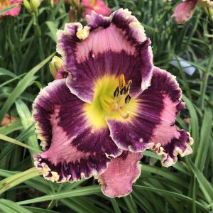 Daylily Born in California