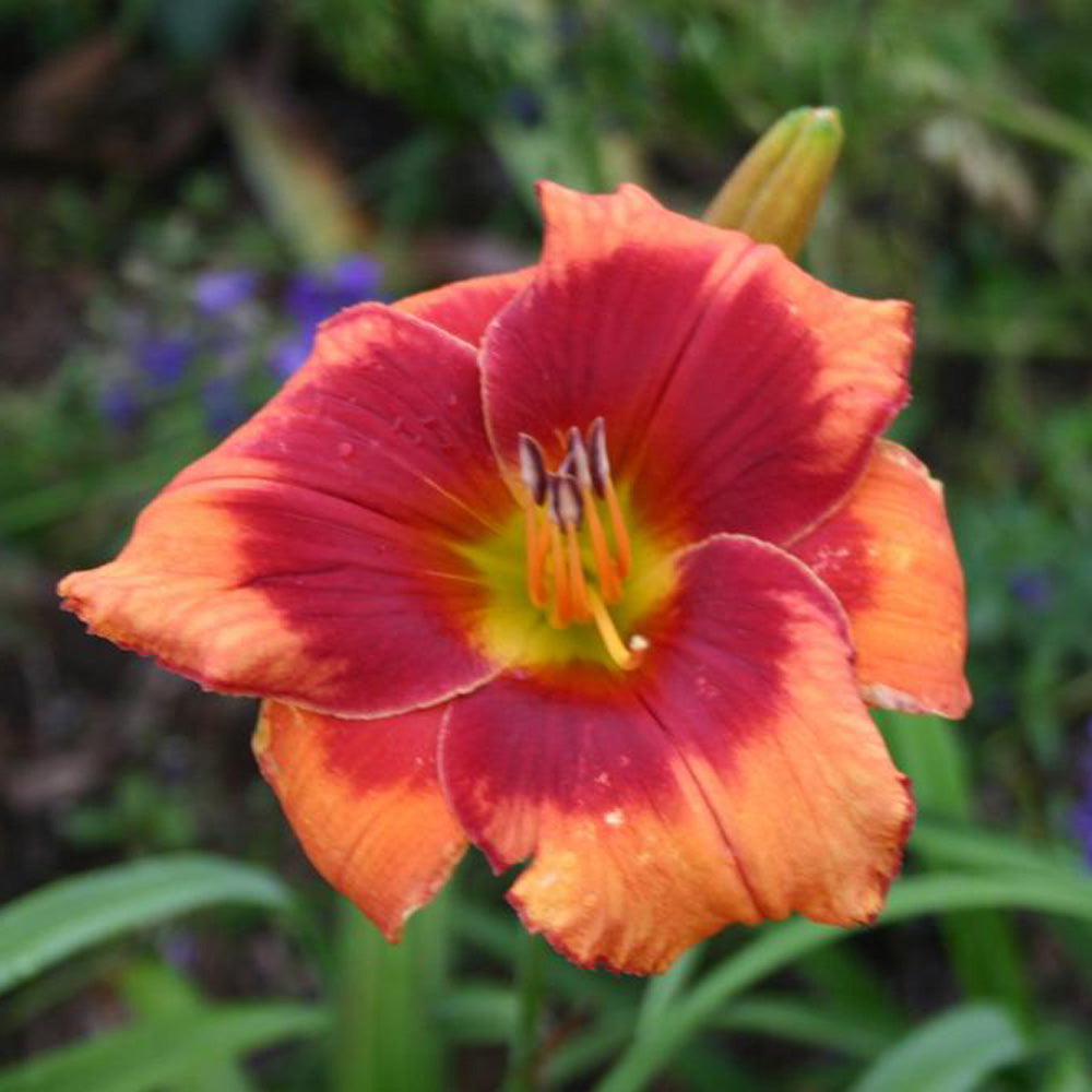 Daylily Frank Smith 1G