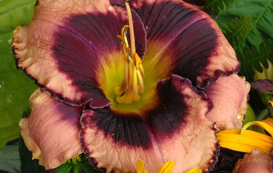 Daylily Daring Deception