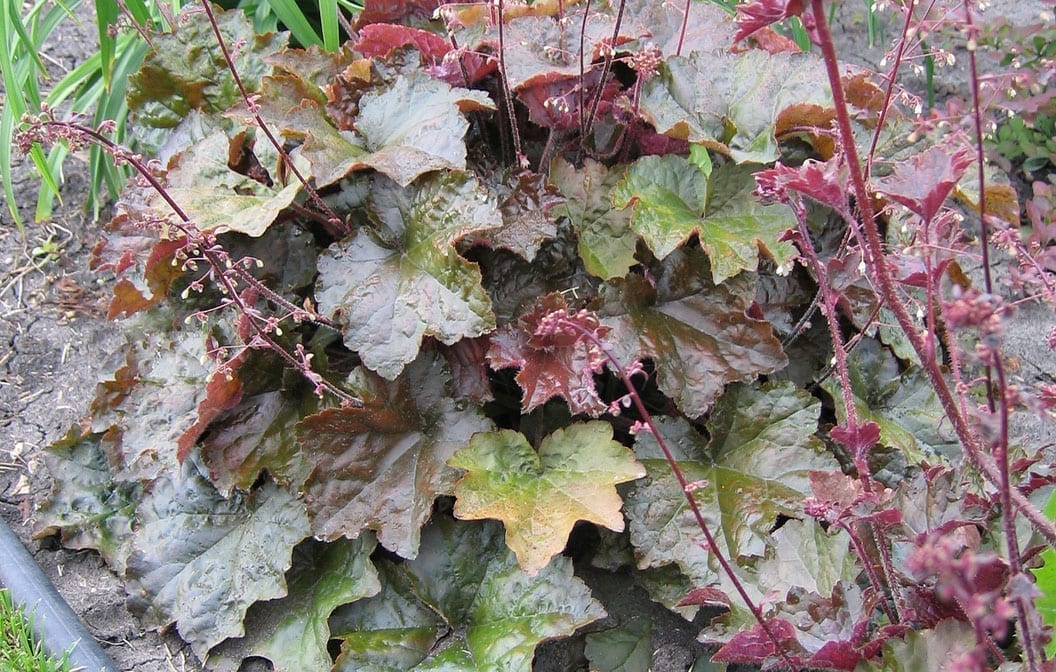 Coral Bells Purple Palace 4.5" Pot