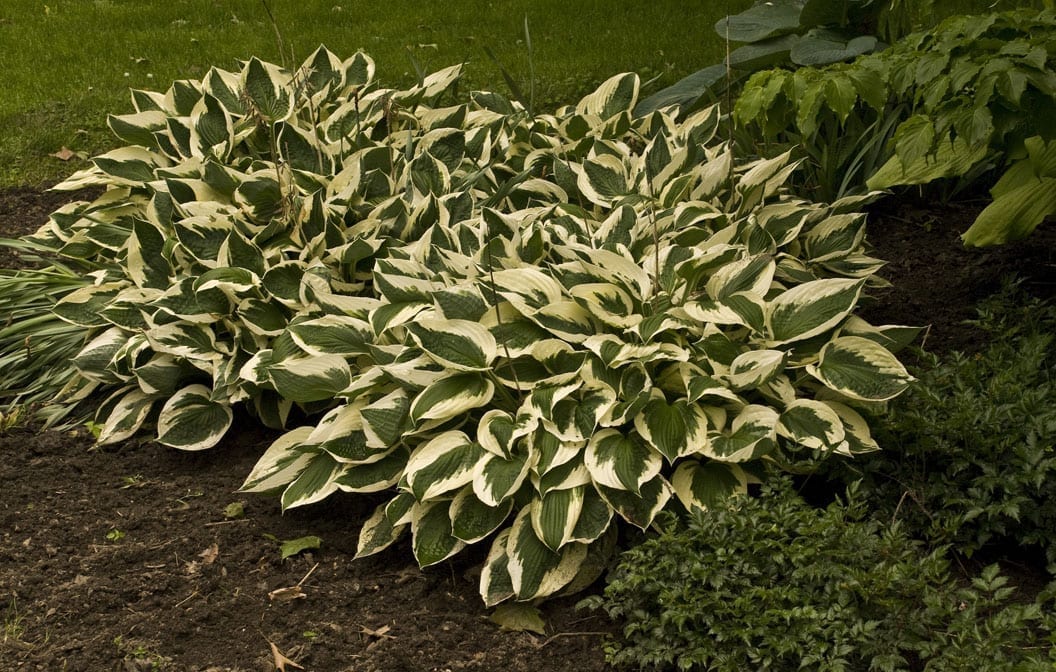 Hosta Patriot 2G