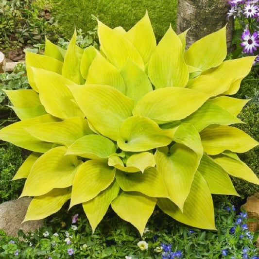 Hosta Sunny Halcyon 1G