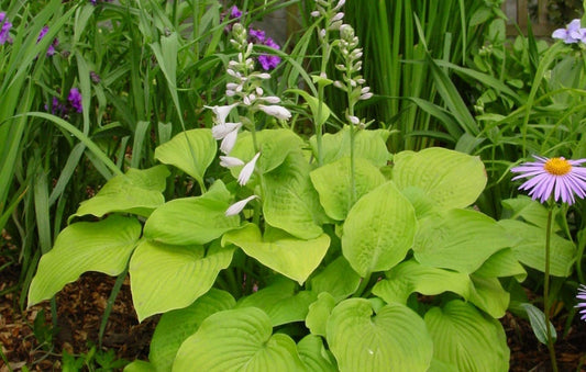 Hosta August Moon 1G