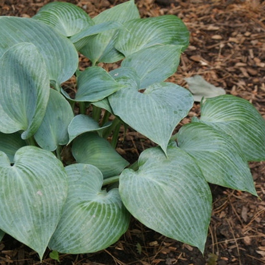 Hosta Bulletproof 1G