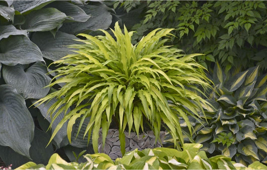 Hosta Curly Fries 1G