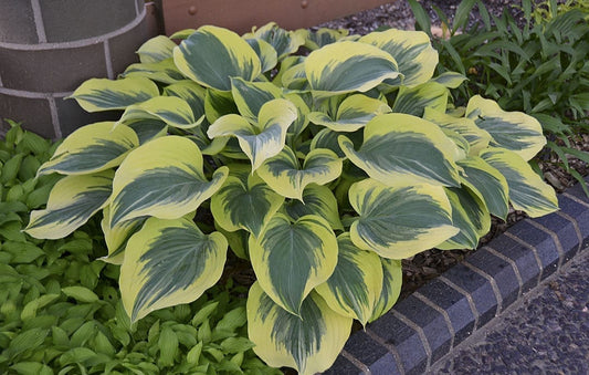 Hosta Liberty 1G