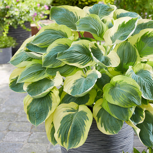 Hosta Orion's Belt 1G