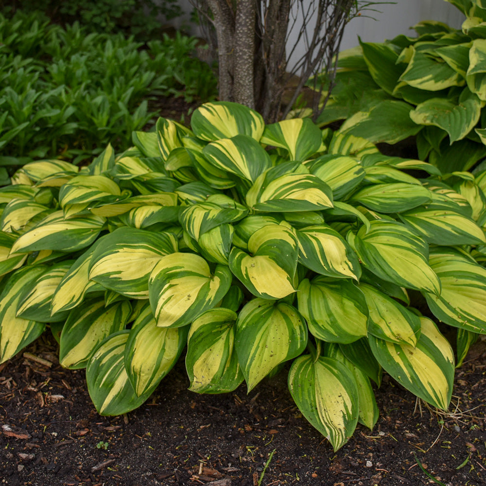 Hosta Rainbow's End 1G