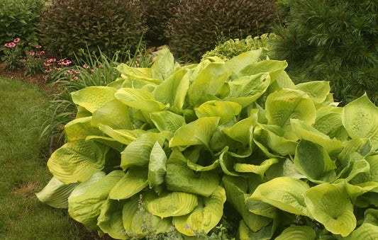 Hosta Sum & Substance 1 Gallon Pot