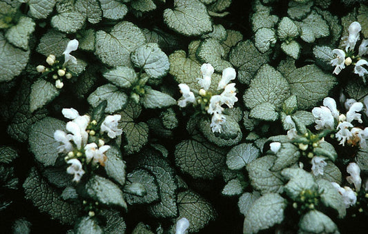 Lamium White Nancy 4.5" Pot