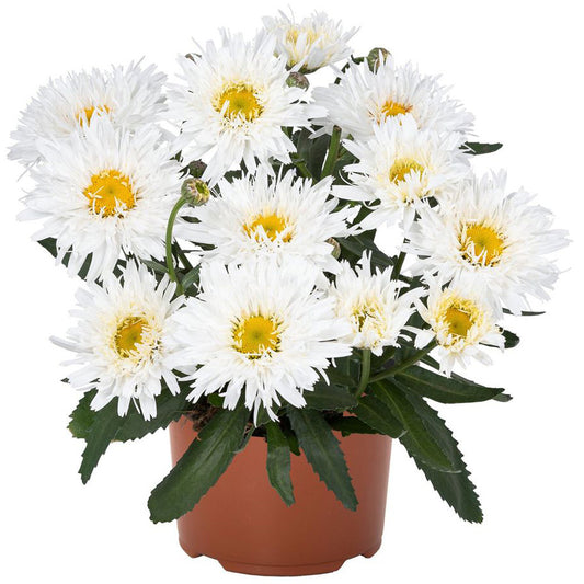 Daisy Sweet Rebecca 4" Pot