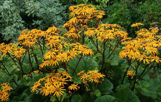 Ligularia Othello 1G