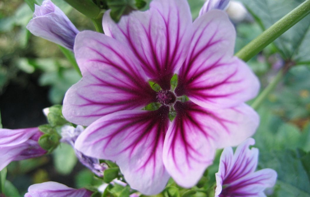 Malva Zebrina Mallow 4" Pot