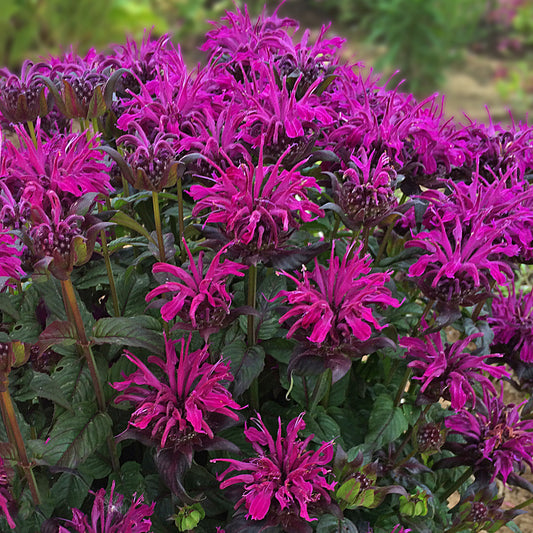 Monarda Sugar Buzz Rockin Raspberry Bee Balm 1G