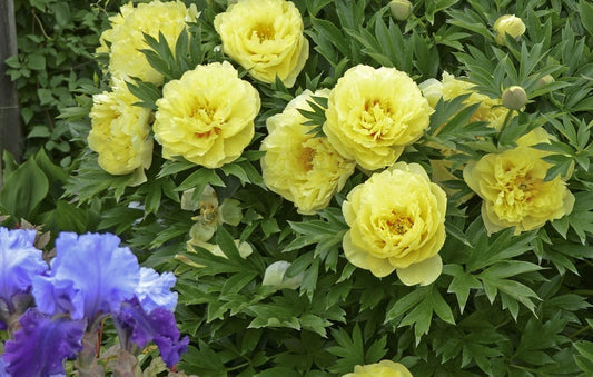 Peony Itoh Bartzella 1G