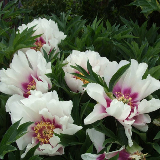 Peony Itoh Cora Louise 1G