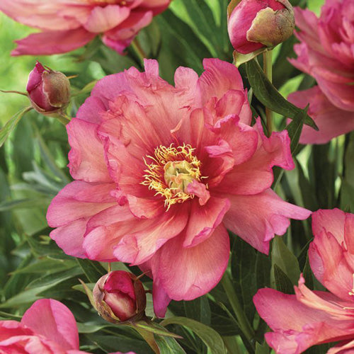 Peony Itoh Hillary 1G