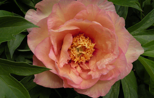Peony Itoh Julia Rose 1G