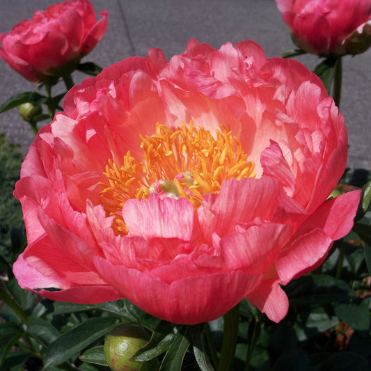 Peony Coral Sunset 1G