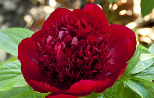 Peony Red Charm 1G