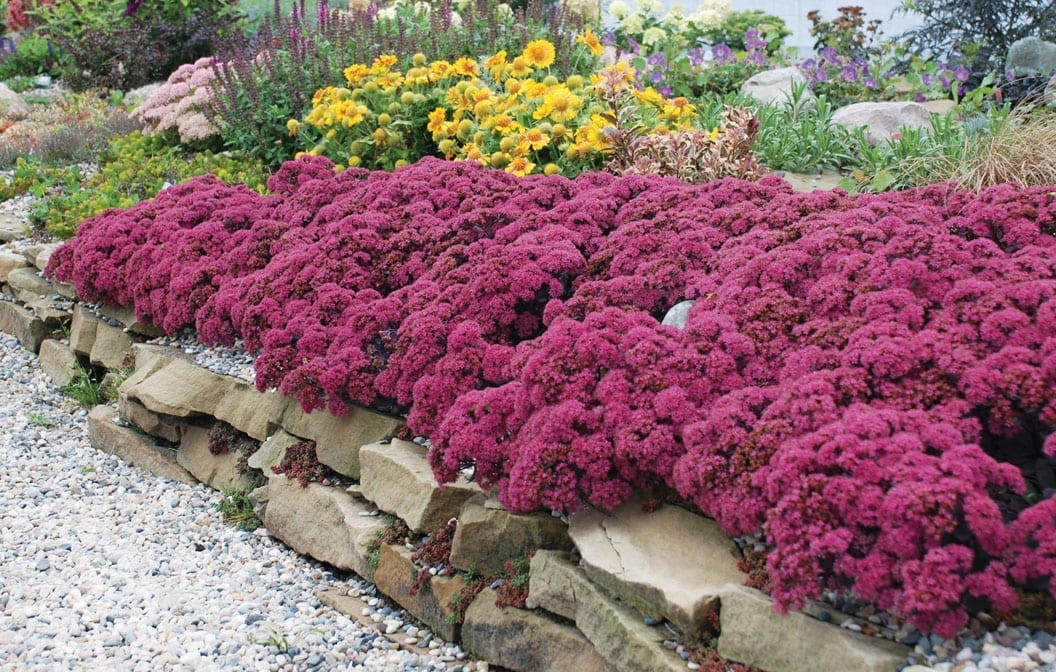 Sedum Sunsparkler Dazzleberry 1G