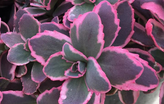 Sedum Sunsparkler Dream Dazzler 4" Pot