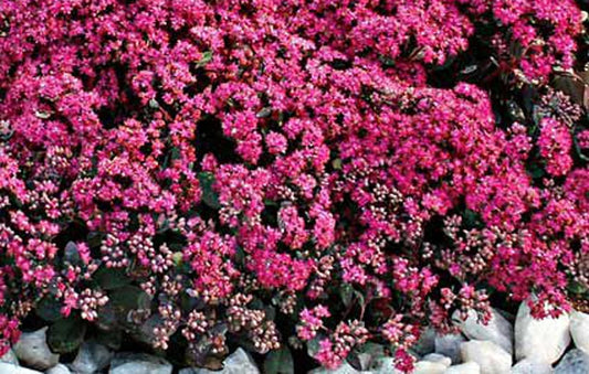 Sedum Sunsparkler Plum Dazzled 4" Pot