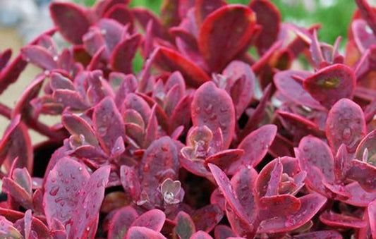 Sedum Sunsparkler Wildfire 1G