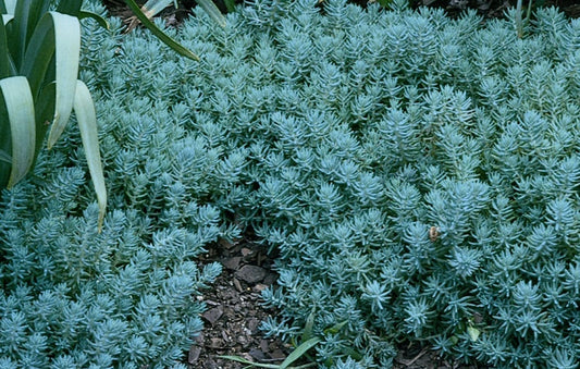 Sedum Blue Spruce 3.5" Pot