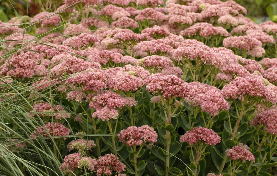 Stonecrop Autumn Fire 4.5" Pot