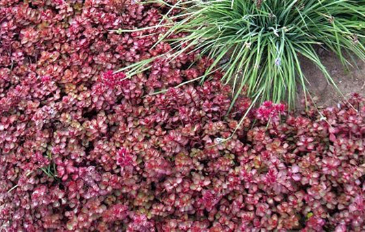 Sedum Red Carpet 4" Pot