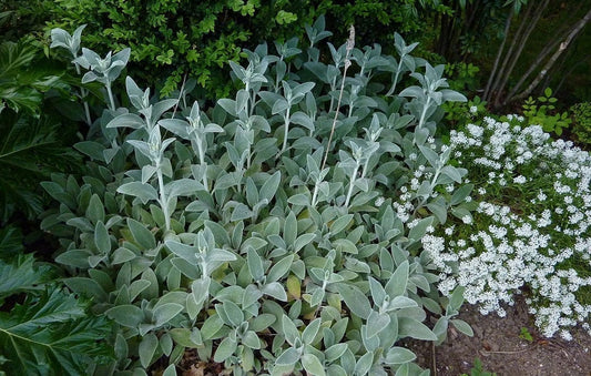 Lambs Ears 1G