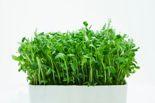 Microgreens Dwarf Grey Sugar Peas 125gm