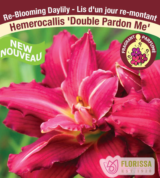 Daylily Reblooming Double Pardon Me 1G