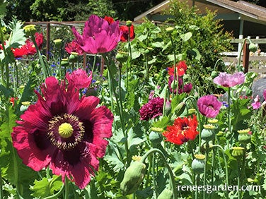 Poppy Culinary Heirloom Pepperbox