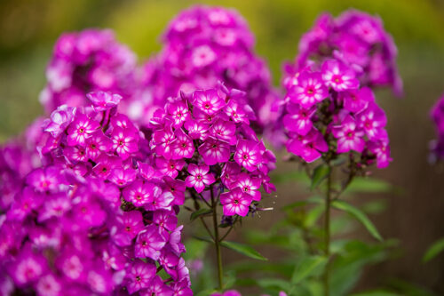 Phlox Grape Lollipop Garden 1G