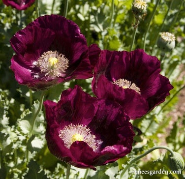 Poppy Lauren's Dark Grape