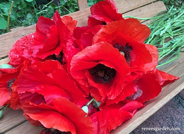 Poppy  Legion of Honour