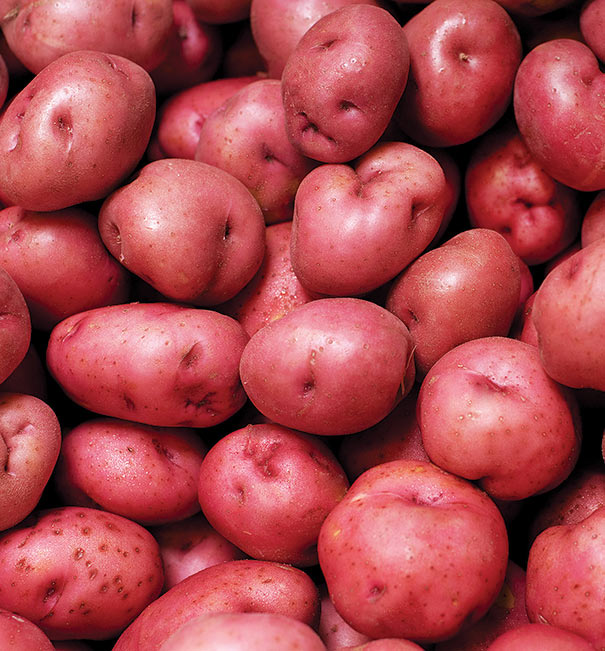 Seed Potato Red Norland