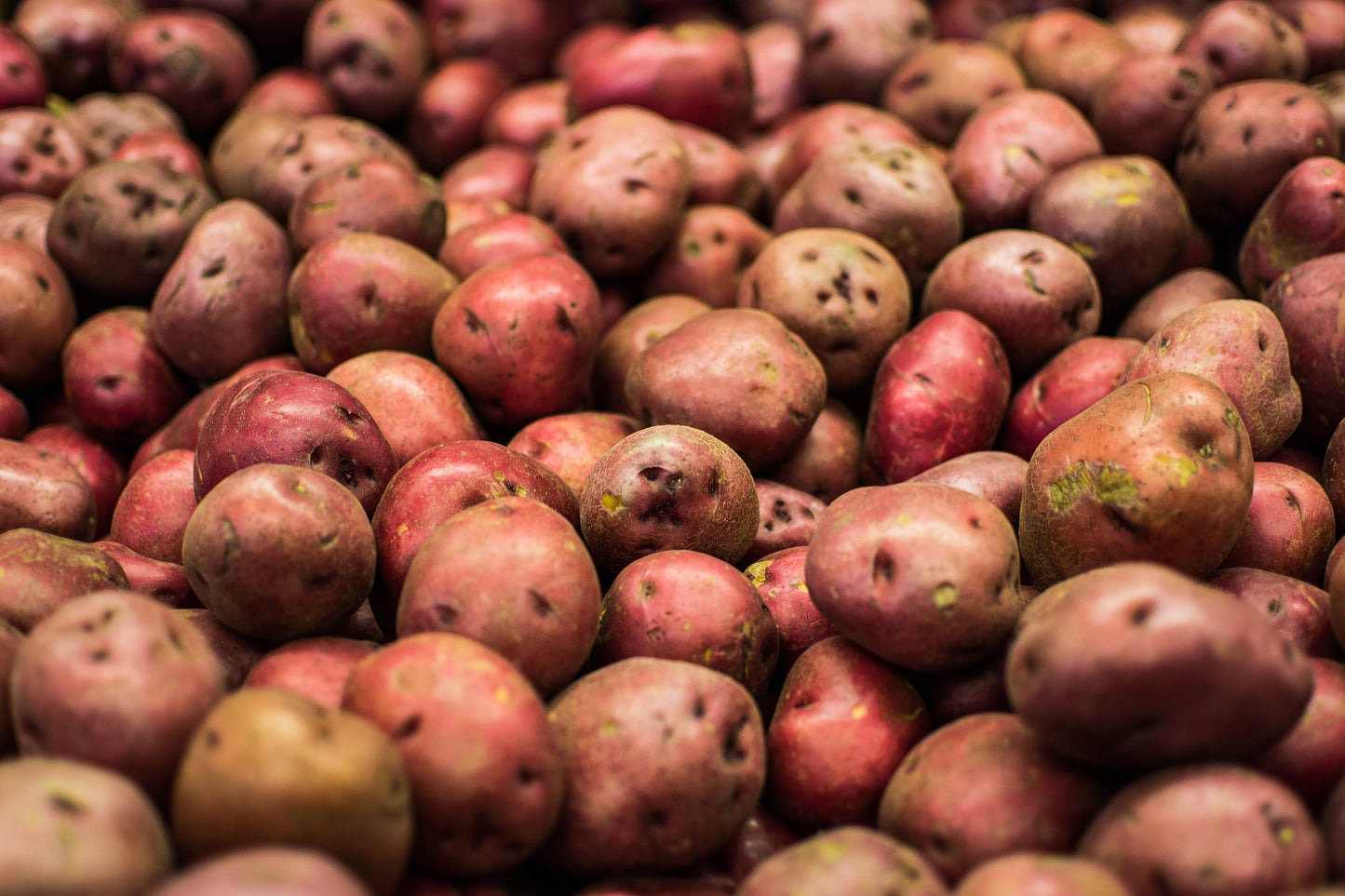 Seed Potato Red Norland