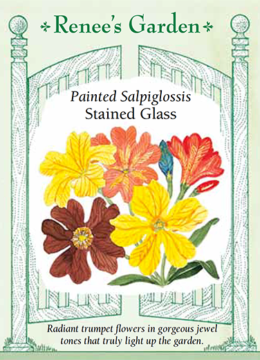 Salpiglossis, Hummingbird, Stained Glass