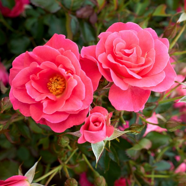 Roses – Garden Girl