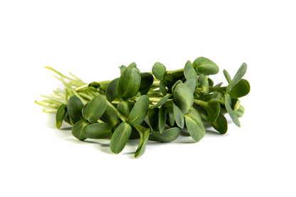 Microgreens Sunflower .75gm