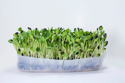 Microgreens Sunflower .75gm