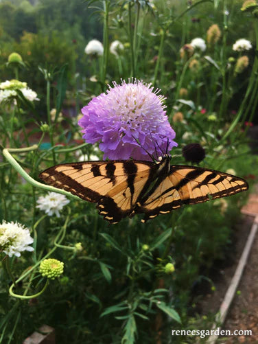 Renee's Garden Scabiosa Butterfly Grandma's Pincushion